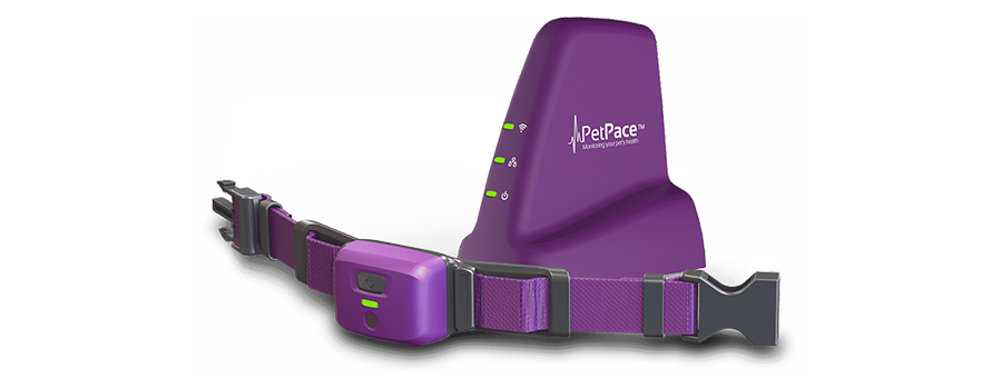Fitness trackers for pets. What you need to know