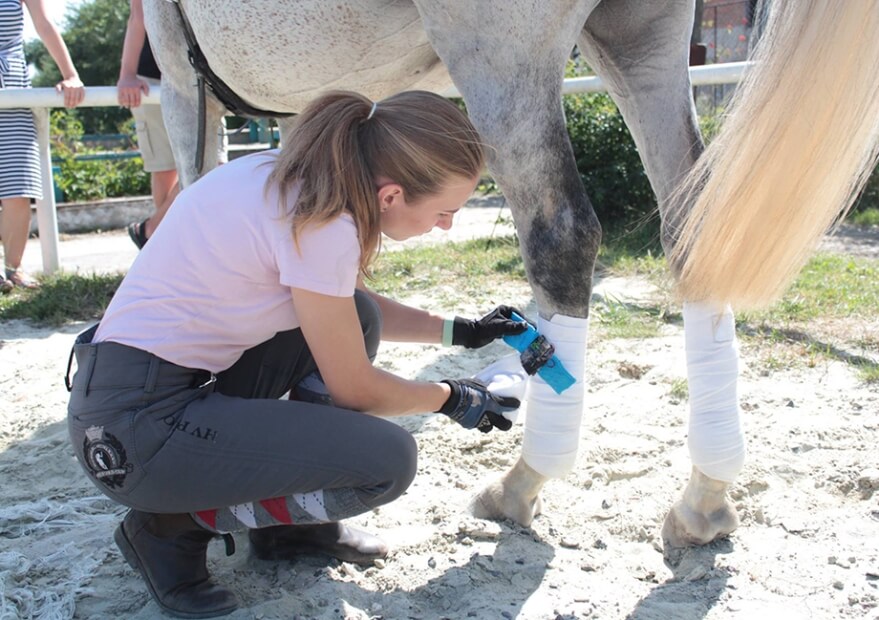 Horse Analytics team