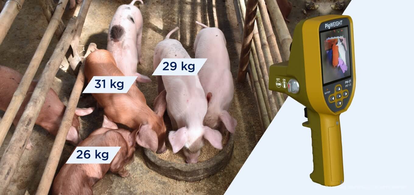 Automated system for pig-weight monitoring - How to Prepare Your Data for a Data Science Project - Lemberg Solutions.jpg