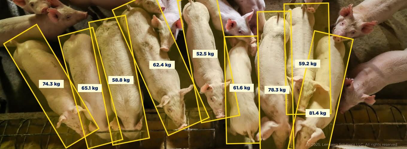 Computer vision in agriculture and farming: 7 use cases - Body image 1 - Lemberg Solutions.jpg Computer vision in agriculture and farming: 7 use cases - Body image 1 - Lemberg Solutions.jpg