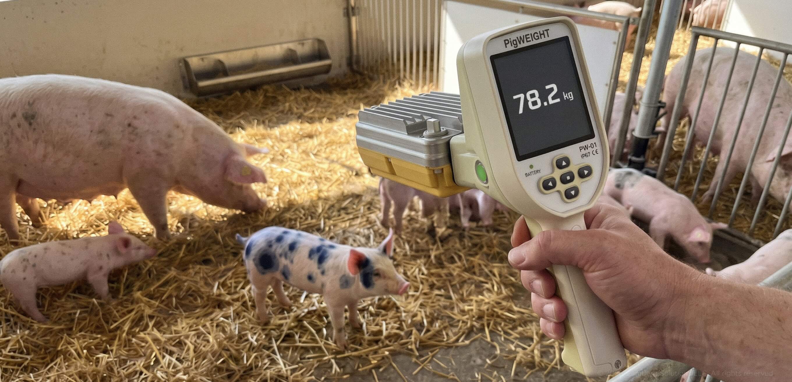Illustration of a computer vision edge AI solution for animal weighing - Lemberg Solutions