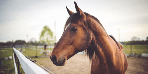 HorseAnalytics. Dressage. iBeacons Approach. Part 2 - Lemberg Solutions Blog