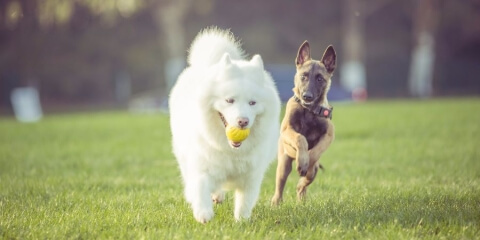 Fitness trackers for pets. What you need to know - Lemberg Solutions Blog