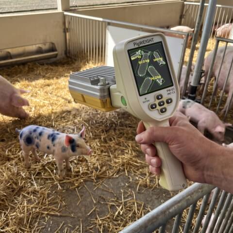 Barkom Pigs - Overview image - Lemberg Solutions