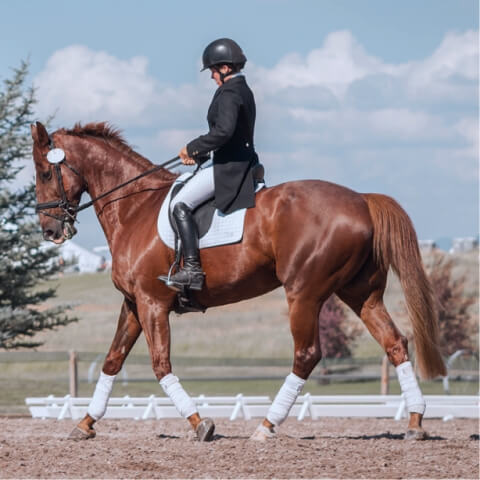 Cavamo_ AI-driven horse stress monitoring solution - Overview image - Lemberg Solutions.jpg Cavamo_ AI-driven horse stress monitoring solution - Overview image - Lemberg Solutions.jpg