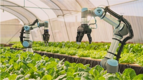 Data science & AI in agritech - Agritech Software Development Services - Lemberg Solutions.jpg