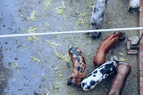 Embedded vision prototype for livestock weight monitoring - Lemberg Solutions