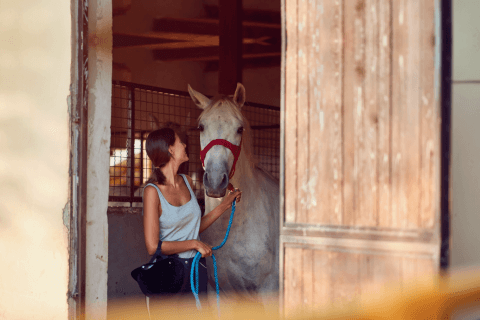 HorseAnalytics - Lemberg Solutions