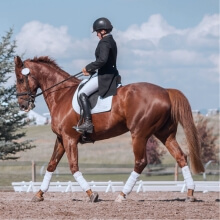 Cavamo_ AI-driven horse stress monitoring solution - Overview image - Lemberg Solutions.jpg