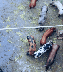 Embedded vision prototype for livestock weight monitoring - Lemberg Solutions Embedded vision prototype for livestock weight monitoring - Lemberg Solutions